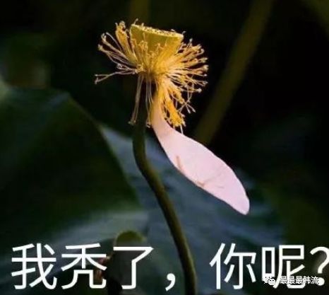 偶像失格?韩国新晋爱豆情侣是真的刚