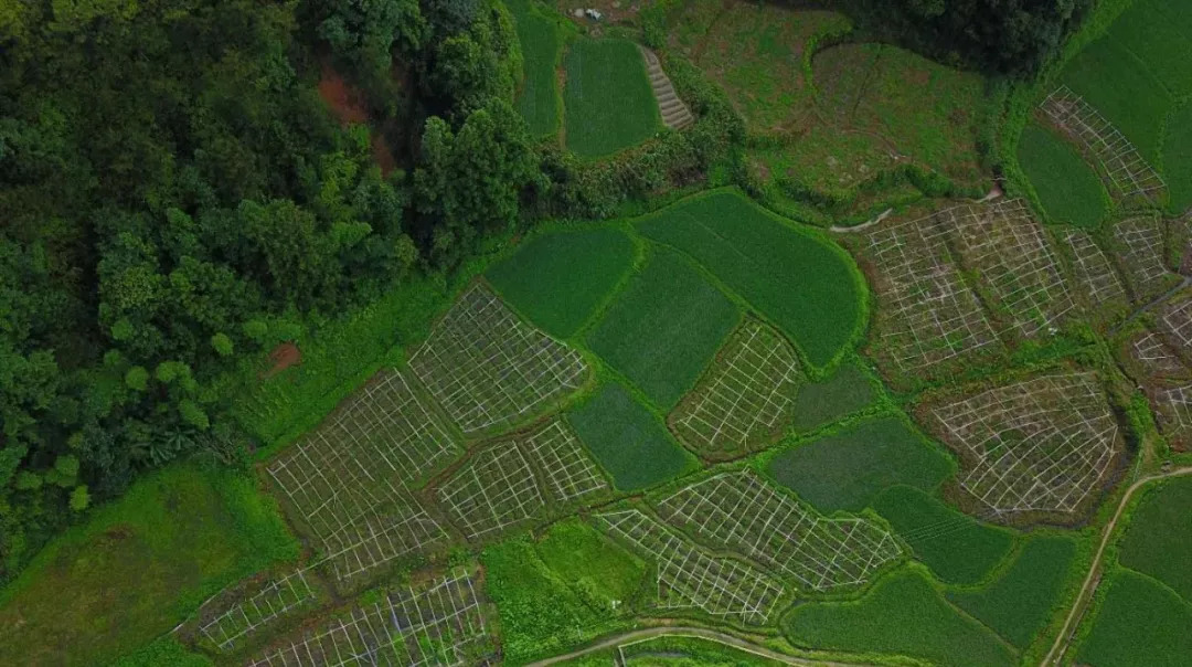 夏天晒黑不用哭!维C含量=18个橙子,一天一个,