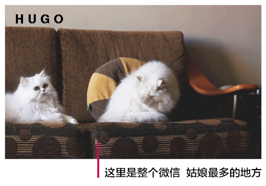 抖音网红猫的背后,是无数生灵的眼泪