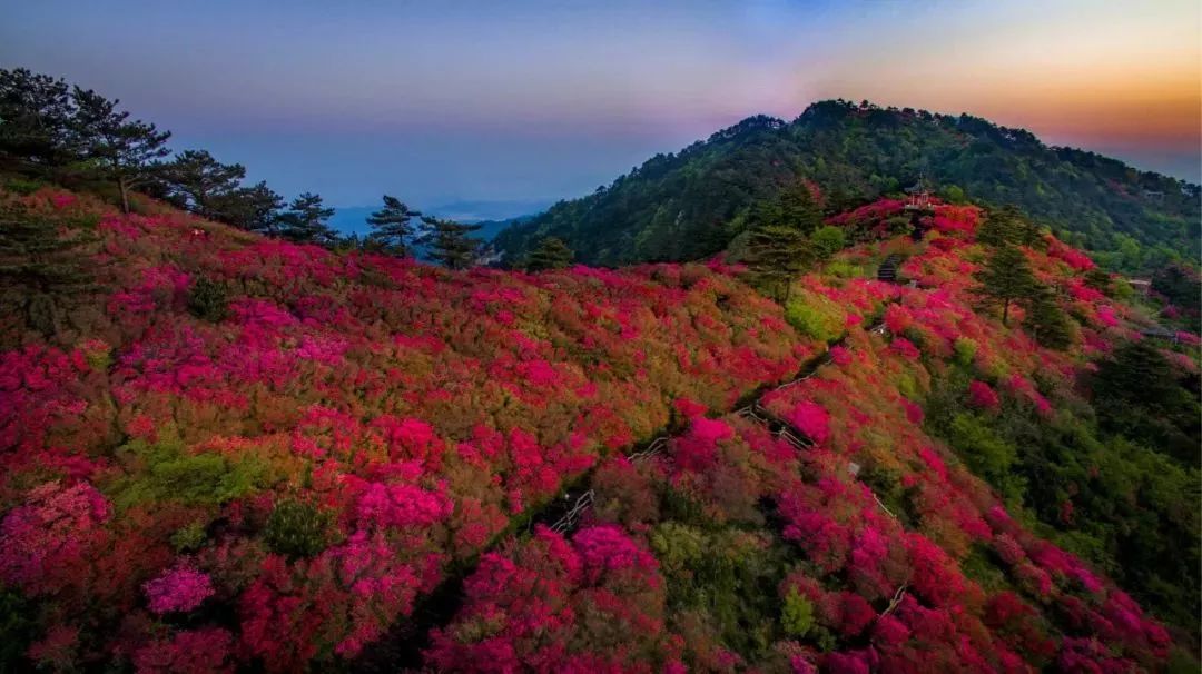 登龟峰山,赏杜鹃花,住龟峰客栈,这个地方可以"承包"你