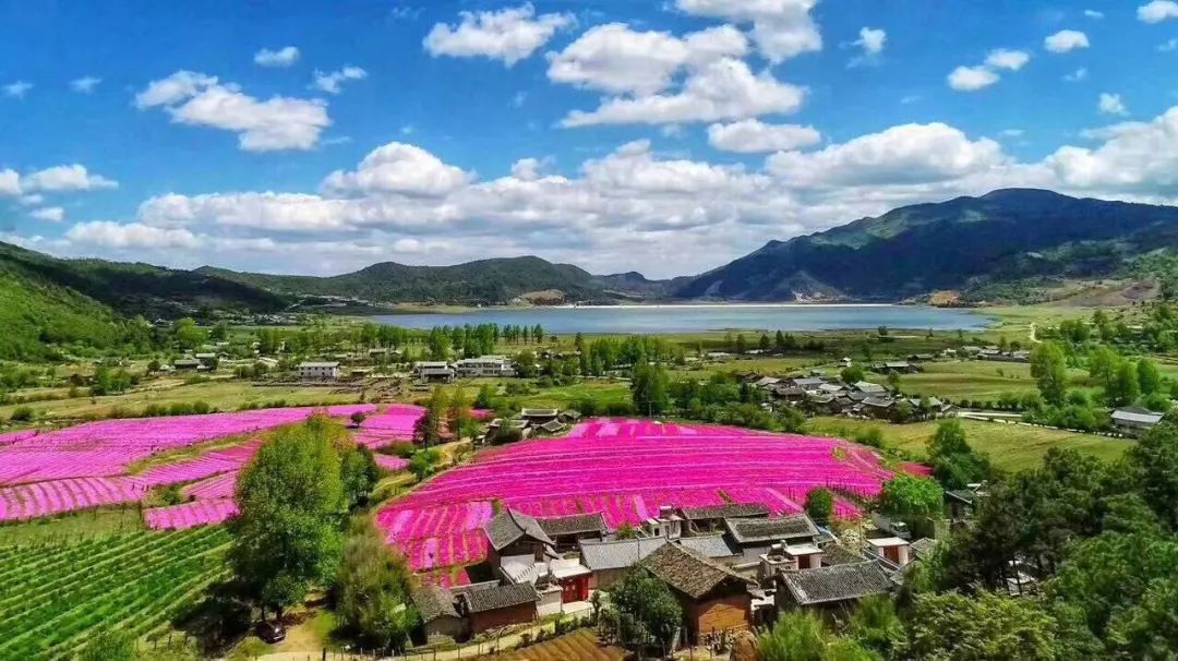 来云南邂逅诗意花海!
