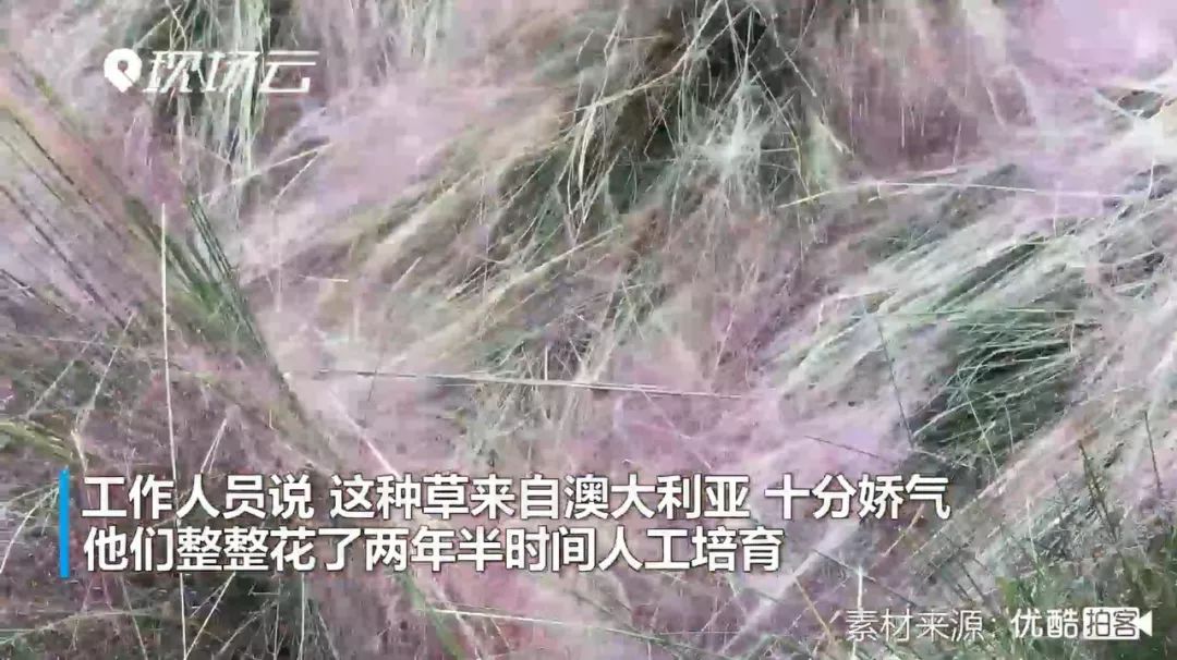 “网红花海”全割了，全毁了！都赖他们……