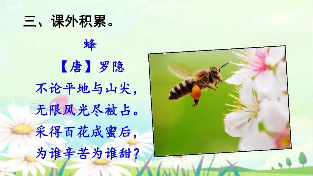 部编语文三年级下册课文14,蜜蜂(图文解读 教学视频)
