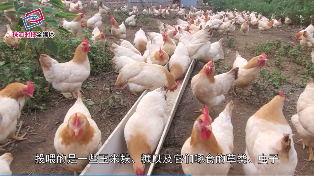 肉嫩味美!吃鸡就选“爆款”南罗百香鸡,还能助力南海扶贫