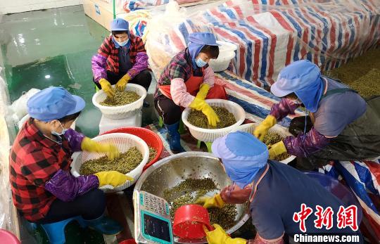 工人正在分装酸豆角。 朱柳融 摄