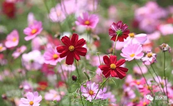 太全了!100种花的花语,简直美炸天~