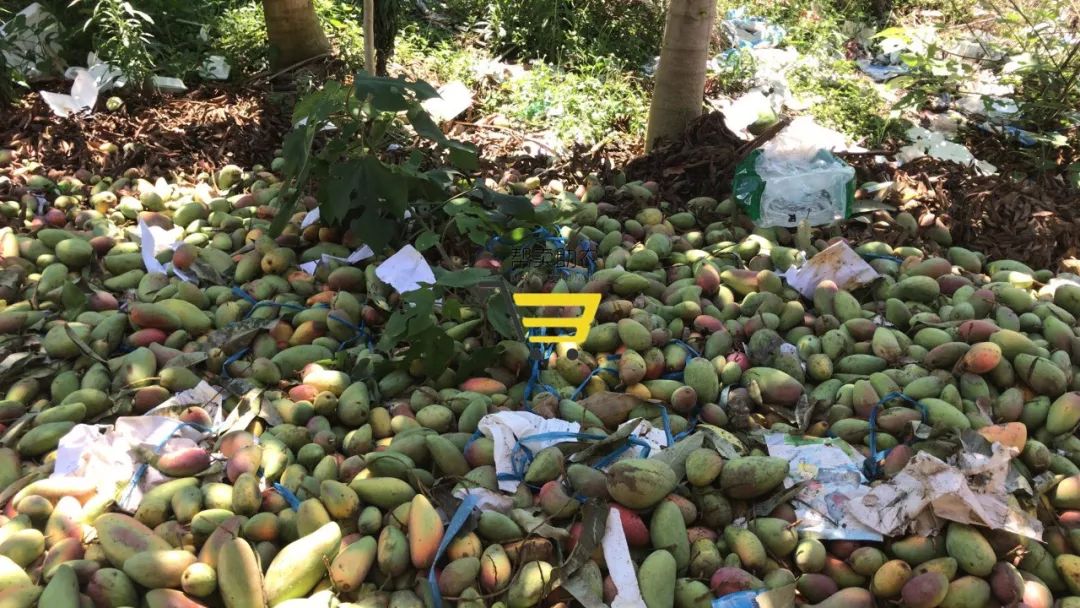 紧急助农!数万亩海南芒果滞销,价格暴跌仍无人