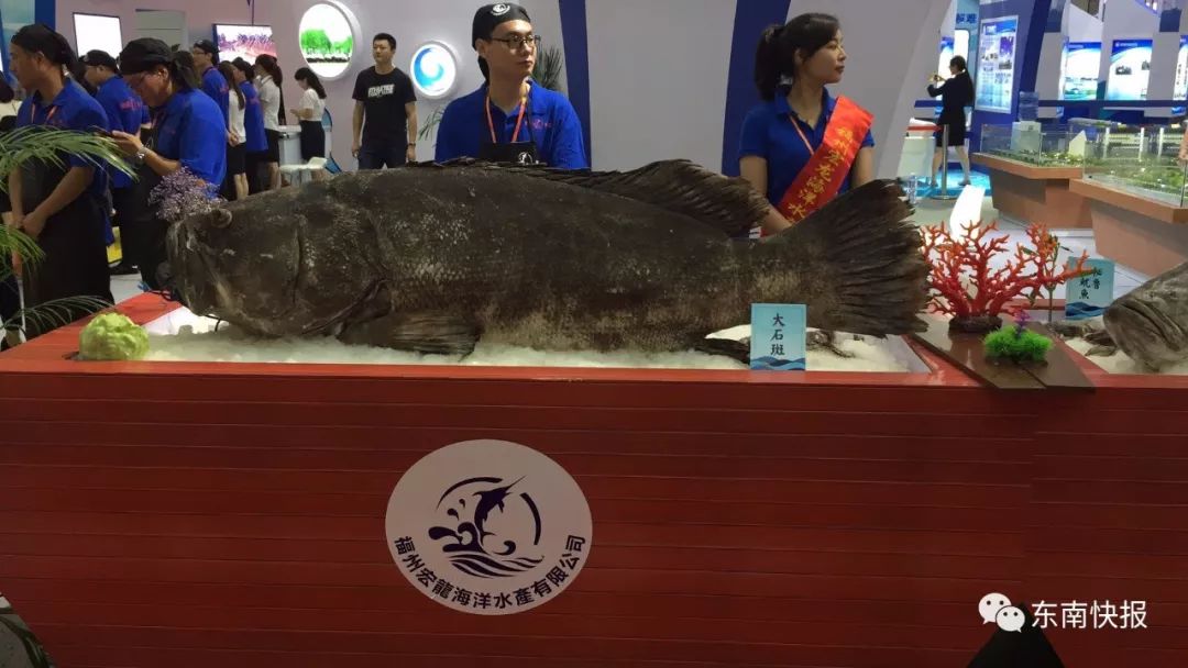 下不了口!超100公斤的鱼丸王、2500元一公斤