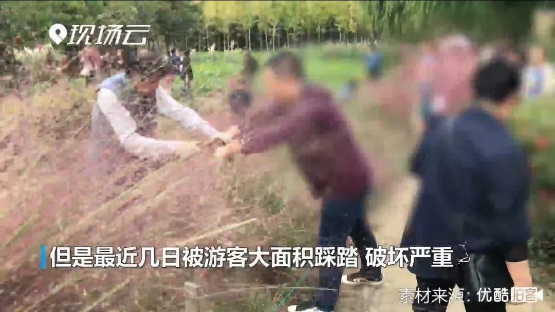 “网红花海”全割了，全毁了！都赖他们……