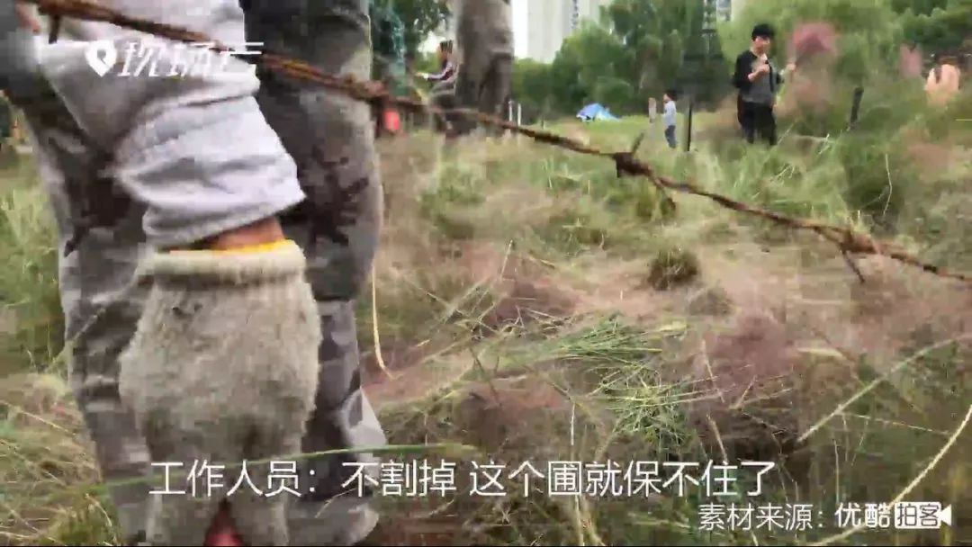 “网红花海”全割了，全毁了！都赖他们……