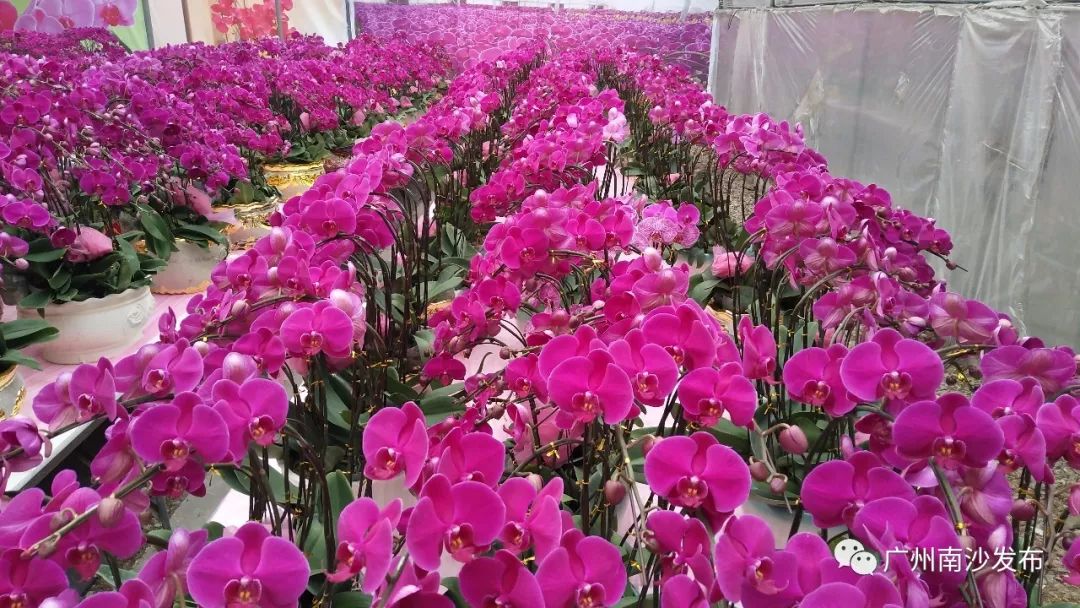 年花年桔别乱扔！除了送到收集点还能这样做