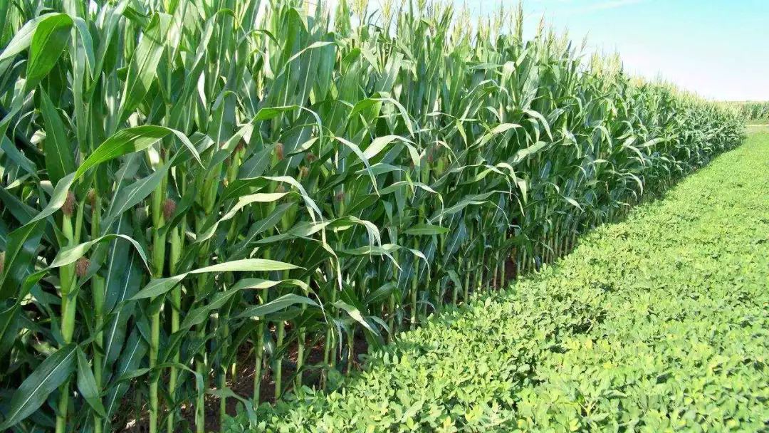 2019会大旱?3-10月最新农业天气预报来了!~值