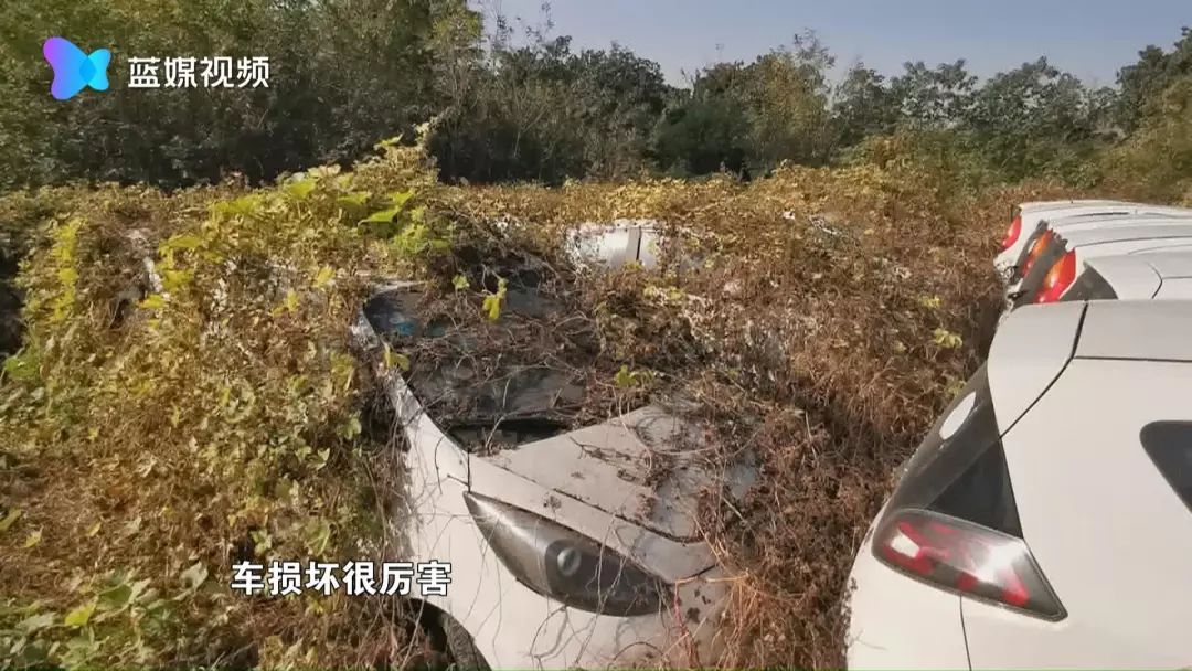 嘉兴又现共享汽车“坟场”:一千多辆共享汽车被弃荒野