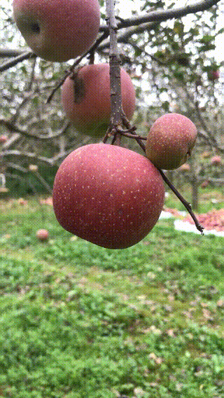 我生在高山,追求天然美!|苹果