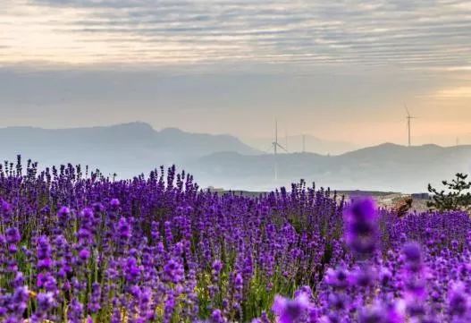 宋香园,有世界上最好的熏衣草