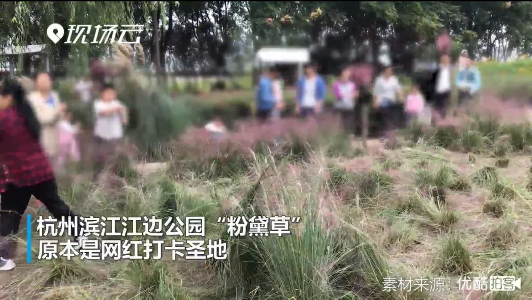 “网红花海”全割了，全毁了！都赖他们……