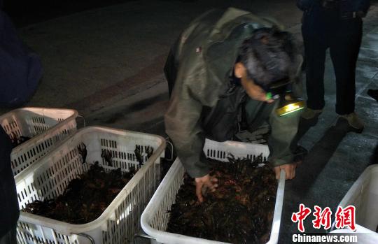 “小龙虾”撑起洞庭湖区百亿元绿色新产业