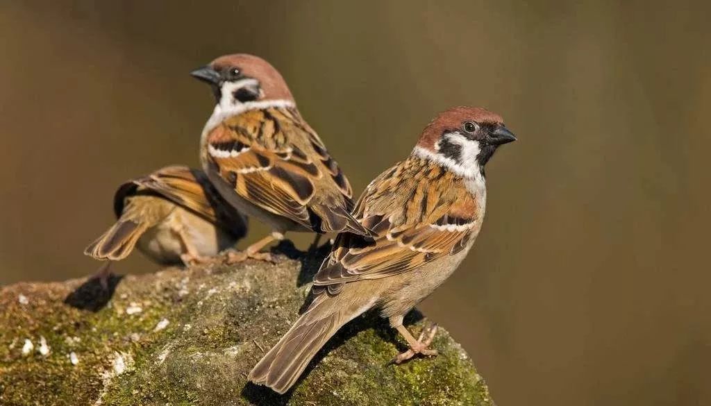 麻雀能养熟了吗 wNzw-fzqvvsa7022975.jpg