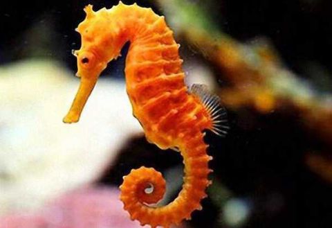 牢记记忆密码：探索记忆编码的神经机制与实际应用