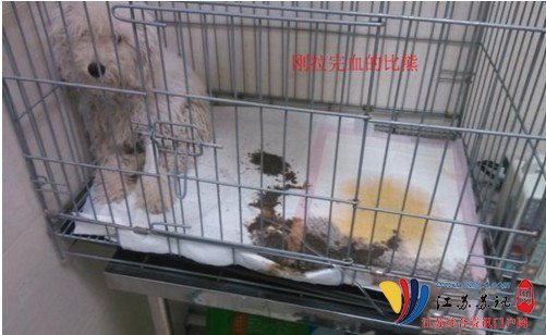 小狗得细小有什么症状?咖巴斯顿天然粮来解答