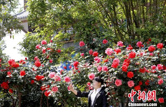 人在花中樂。 奉力 攝