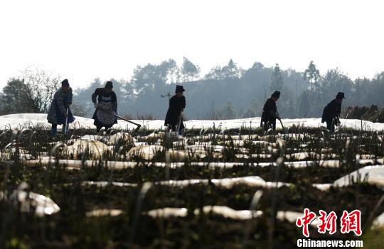 2月21日,在贵州省丹寨县扬武镇干河村中药材种植基地,苗族村民在给苗床松土。 中新网 黄晓海 摄