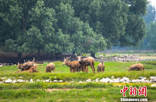  资料图：北京市大兴区南海子麋鹿苑保护区内，麋鹿正在草地和湿地中休憩。　李永晖　摄