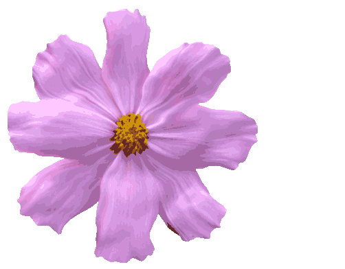 壁纸 花 桌面 502_392 gif 动态图 动图