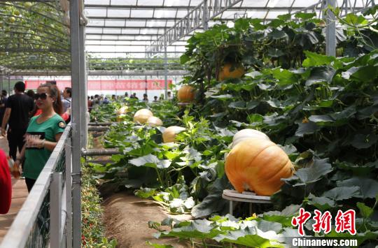 山东出台《蔬菜标准体系建设指南》地方标准