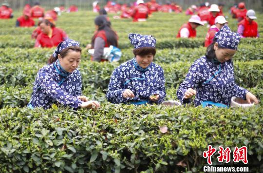 满眼春色的南京中山陵茶园。 泱波 摄