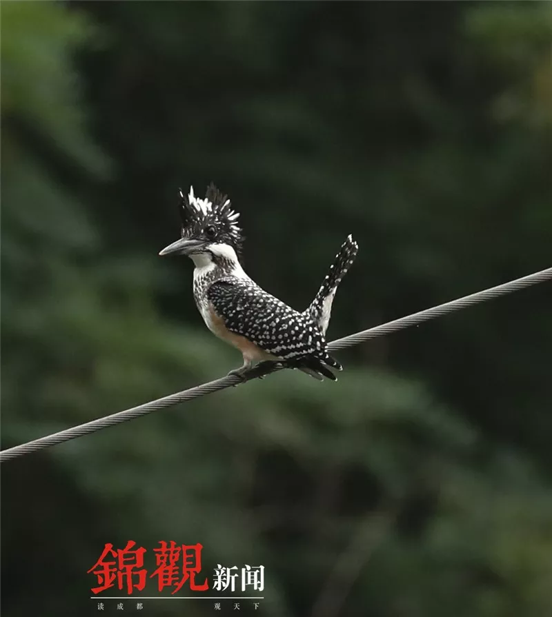 老钱庄管家婆 韩媒:英超队想签金玟哉,需向国安支付1千万英镑