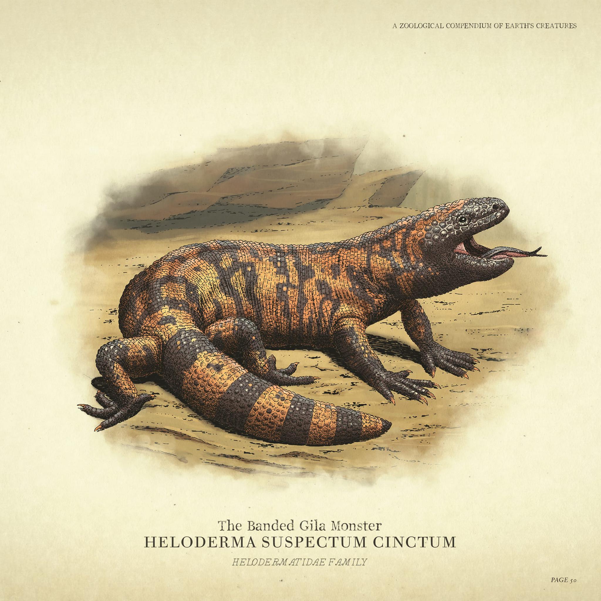 荒野的召唤稀有动物人口文件_荒野乱斗图片