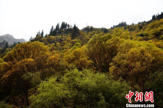 青海天然林管护+生态扶贫 5517万亩天然林得