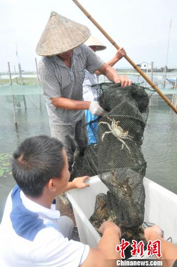 太湖大闸蟹开捕。太湖渔管办供图