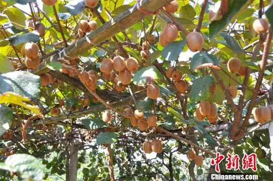 资料图:猕猴桃树 郑沁宜 摄