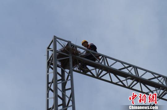 高空“蜘蛛侠”拆除比较坚固的鸟巢。 杨威 摄