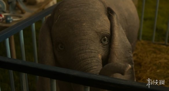 实在太可爱了!迪士尼《小飞象》幕后特辑曝光!