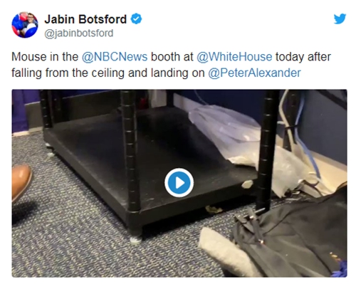 美媒驻白宫记者正工作 从天而降一老鼠直接掉腿上