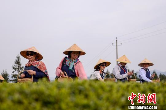 华媒高层戴上草帽参与到春茶采摘中。 杨华峰 摄
