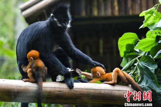 世界首例珍稀黑叶猴龙凤胎5月13日与游客见面，而当天正是母亲节。黑叶猴是国家一级保护动物，野外数量比大熊猫还要少，有“猴界大熊猫”之称，这对龙凤胎上月在广州长隆野生动物世界诞生。　王华 摄