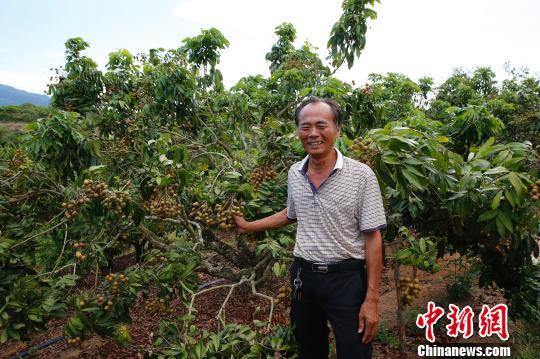 王晓斌 摄冯学杰介绍,乐东福报农场生产的水果龙眼就是一个鲜活的