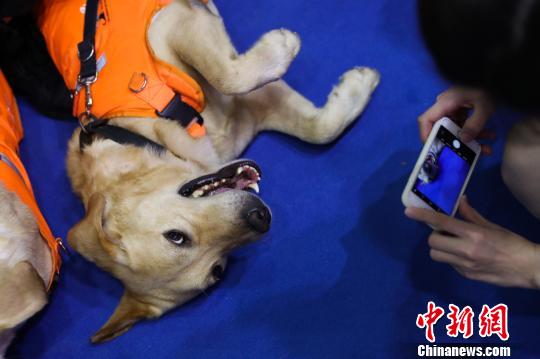 导盲犬们个个都坚守岗位,抵抗观众的诱惑。 张亨伟 摄