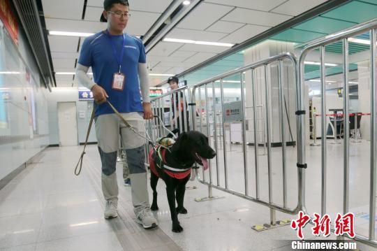 图为专业驯导师李赛正对“黑妹”进行社会化训练。 张远 摄