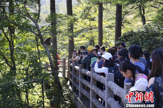 中秋小长假期间,游客在安徽黄山抓拍短尾猴。 张涛 摄