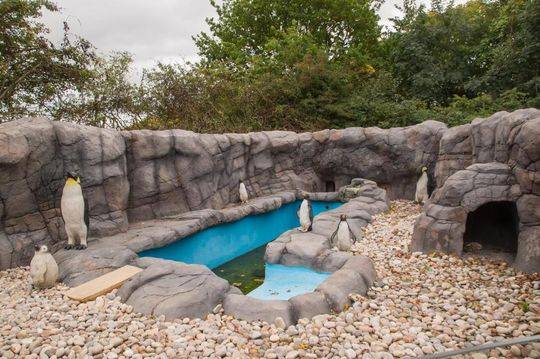 洋蔥出芽可以吃么 