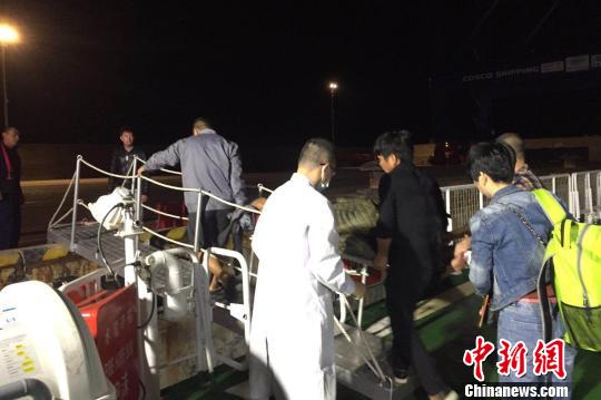  凌晨5时许，海巡艇“0806”靠岸，病人被安全转移到候命的救护车上。　王黎 摄