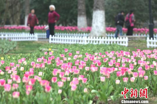 南京中山植物园内,一年一度的欧洲花卉展也如约而至。 秦亚龙 摄