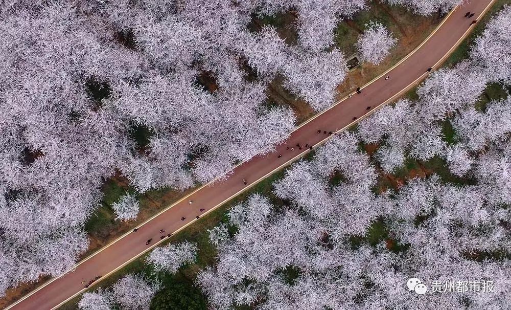 美美美!红枫湖畔70万株樱花怒放,3天吸引超15