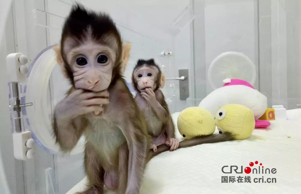 克隆猴在中国诞生,意味着什么 ?|孙强|细胞核|灵