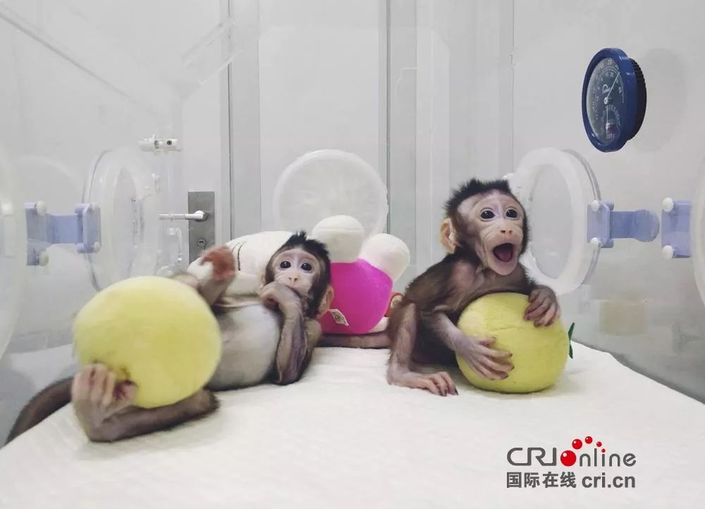 克隆猴在中国诞生,意味着什么 ?|孙强|细胞核|灵